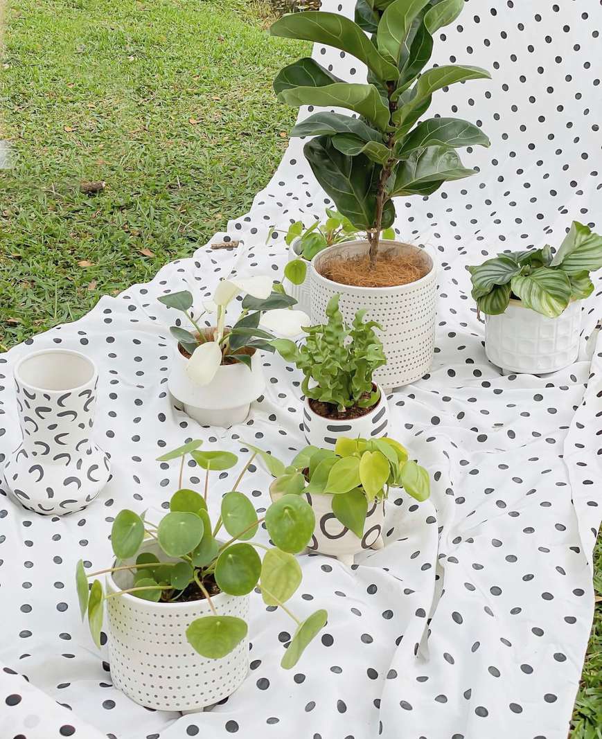 Le Plant Plant