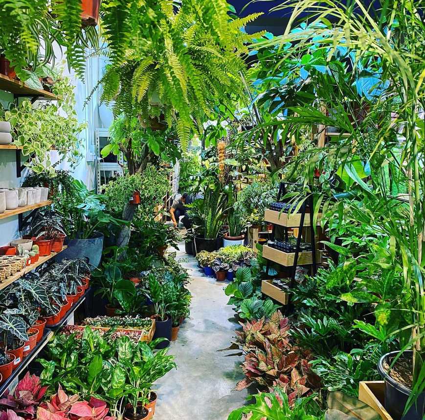 You still can buy your houseplants through this stores online Kuala Lumpur City