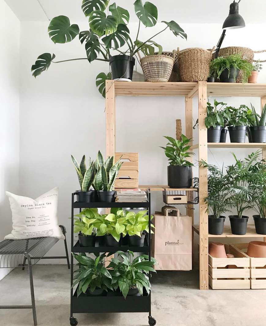 Plantae Lover
