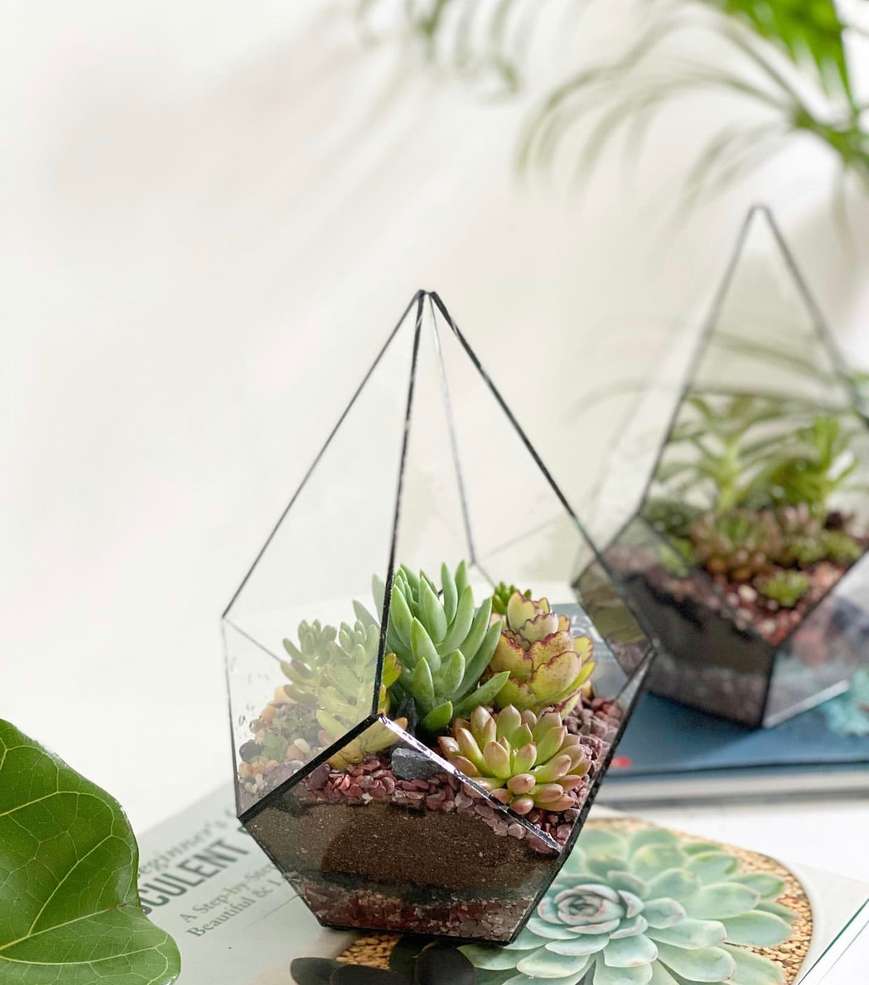 Tiny Forest terrarium