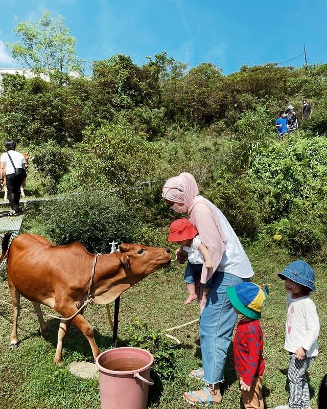 Kids playing with a cow at the community Garden in Bangsar