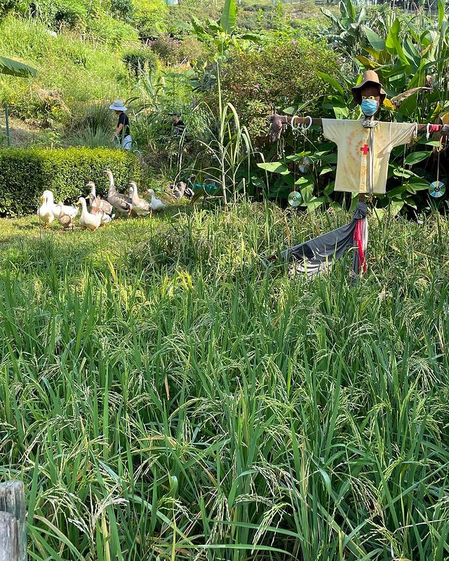 A scarecrow and ducks in a community garden in Kuala Lumpur