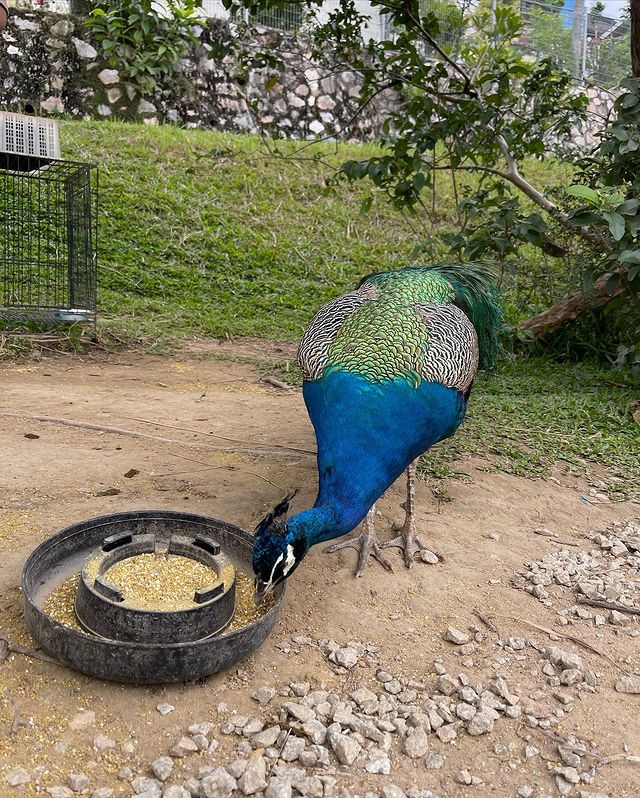 Peacock at a community farm in Bangsar