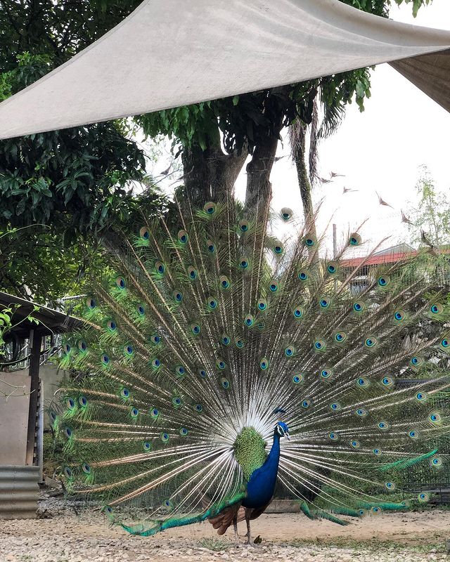 Peacock flaunting its feathers at Kebun-Kebun Bangsar