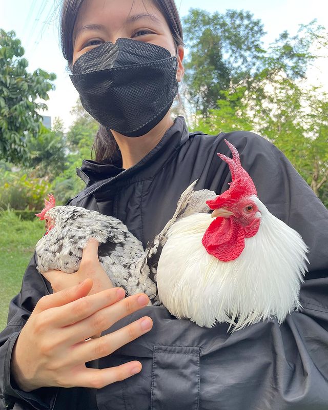 chickens at the community farm, Kebun-kebun Bangsar
